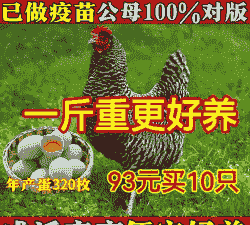 芦花鸡脱温苗价格表