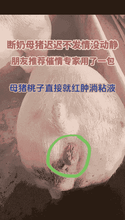 母猪产后发炎小偏方