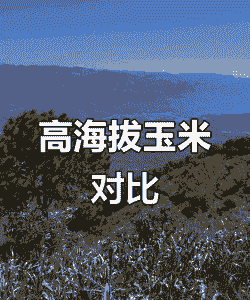 广西玉米种植海拔高度