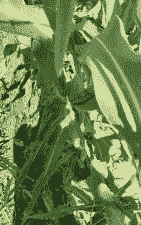 云南德宏玉米种植时间表