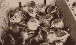 福建成都青脚麻鸡苗价格