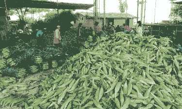 横县甜玉米种植规模大吗