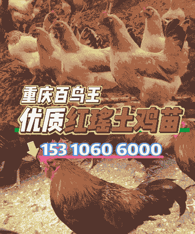 重庆发货鸡苗价格多少钱