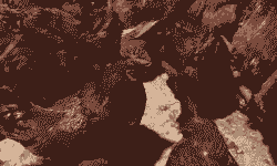 浙江红玉鸡苗孵化场价格