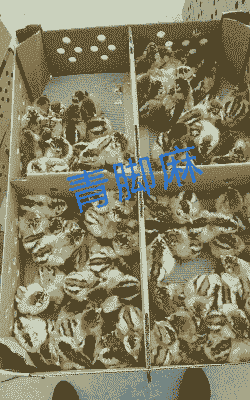 正宗天府麻鸡苗价格表