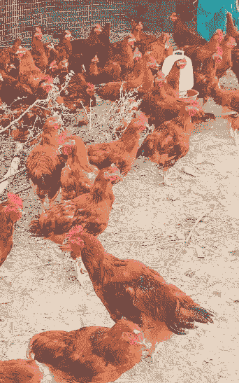 桂林鸡苗价格多少一只