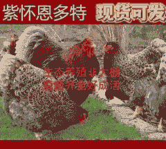 鱼鳞鸡苗出售价格表