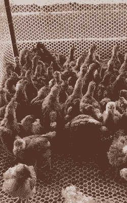 一斤红玉鸡苗价格多少