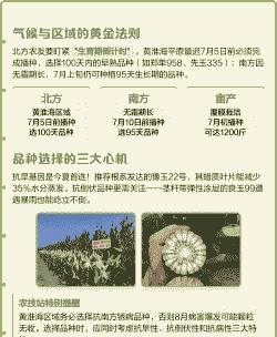 玉米种植后能丰收吗吗