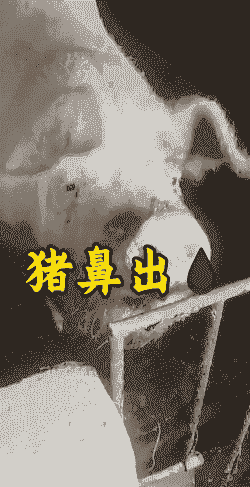 母猪流产后流鼻血