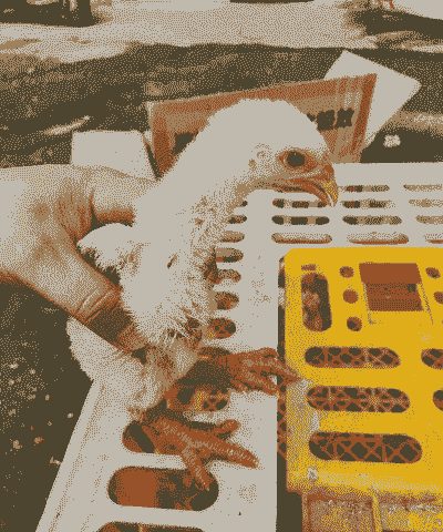 东涛鸡苗价格多少钱