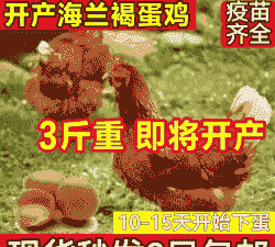 山东海兰灰青年鸡苗价格