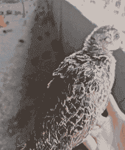 广西南宁kg鸡苗价格