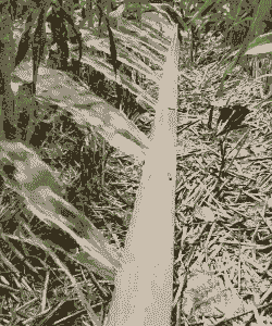 玉米种植前浇水好不好呢