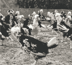 贵妃鸡脱温苗价格表