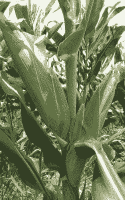 修文县玉米种植特点是