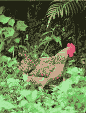 南京鸡苗活鸡幼苗价格表