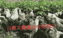 云南土鸡本地鸡苗价格表