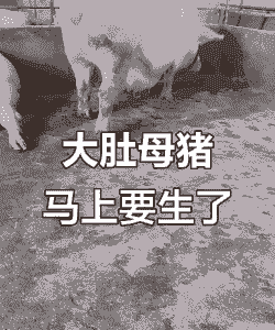 母猪产后肚鼓涨