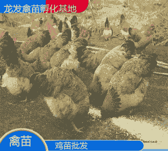 当地鸡苗出售价格多少合适