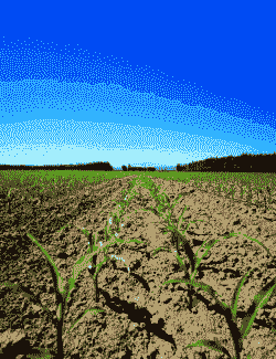 玉米种植一般种多深好