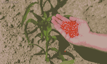 玉米种植玉米种子