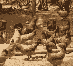 青脚鸡苗价格多少钱