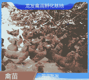 阳江孵化场鸡苗价格多少