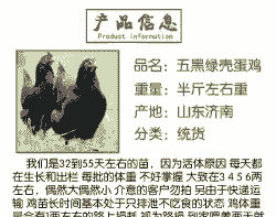 辽宁五黑鸡苗价格表