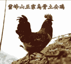 雪峰鸡苗出售信息大全及价格