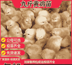广元出售九斤黄鸡苗价格