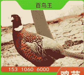 彩色鸡苗价格多少一只