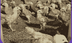 鸡苗接种疫苗价格多少钱