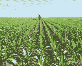 玉米种植间隙