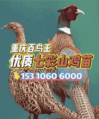 邯郸七彩鸡苗价格表