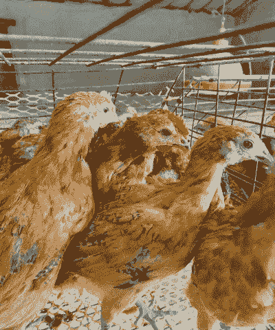 南充鸡苗一只价格是多少