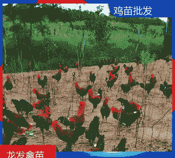 攀枝花出壳鸡苗价格多少