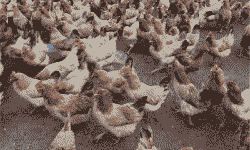 安徽固始鸡苗销售价格