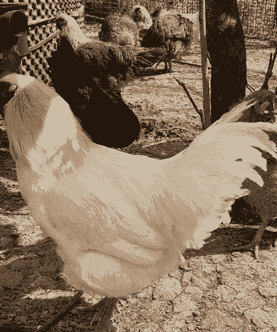 云南本地脱温鸡苗价格表