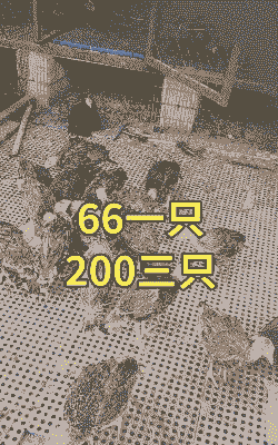 遵义养殖场鸡苗出售价格