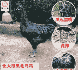 一斤左右五黑鸡苗价格