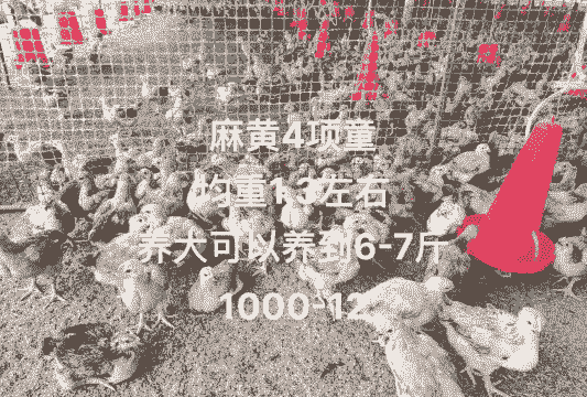 聊城散养笨鸡苗出售价格