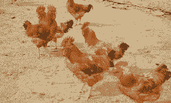 昆明优质三黄鸡苗价格表