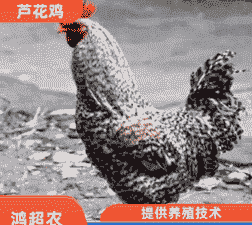 崇阳芦花鸡苗出售价格表