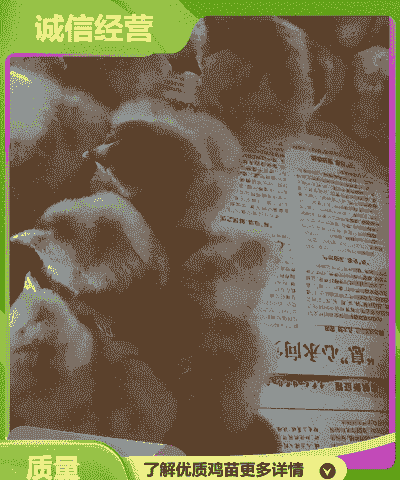 宜宾市幼鸡苗出售价格