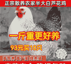 南宁芦花鸡苗出售价格表