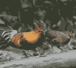 茶花鸡苗出售价格多少钱