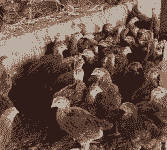 安徽九斤黄鸡苗价格表