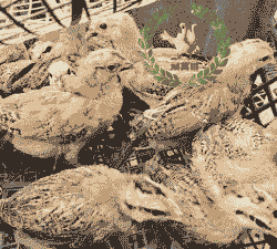 湘潭鸡苗出售价格多少钱