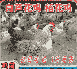 商丘芦花鸡苗出售价格表